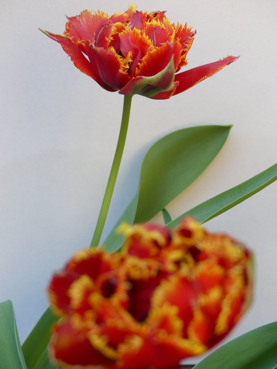 CLOSE-UP OF RED FLOWER