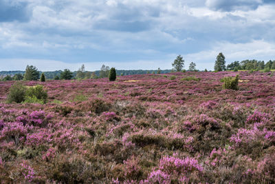 Purple flowering plants on field against sky