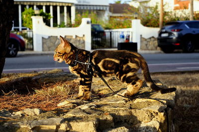 Cat walking with harness down the street