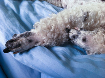 Close-up of dog sleeping