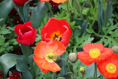 Close-up of red flowers blooming outdoors