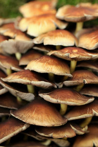 Close-up of mushrooms