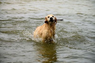 Dog in a sea