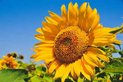 Close-up of sunflower