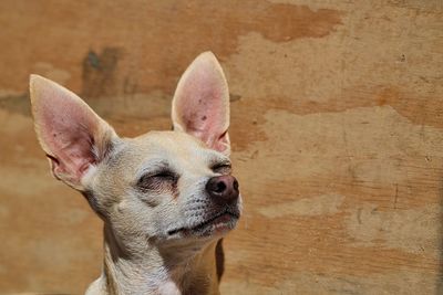 Close-up of chihuahua on sunny day