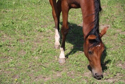Horse grazing in field