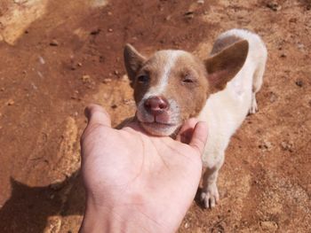 Close-up of hand holding small dog