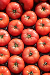 Full frame shot of tomatoes in crate