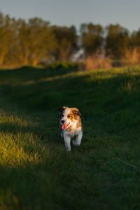 Cute puppy playing in the grass with beautiful soft light