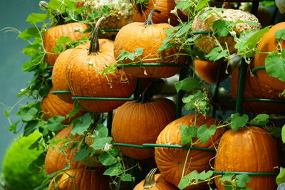 Close-up of pumpkin for sale at market stall