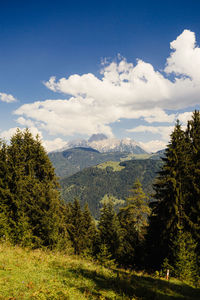 Scenic view of pine trees and mountains against sky