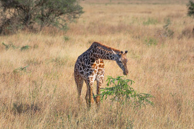 Cheetah walking on field