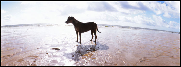 Dog on beach against sky