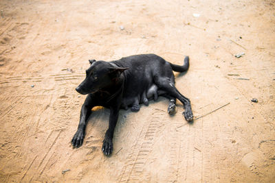 High angle view of dog relaxing on land
