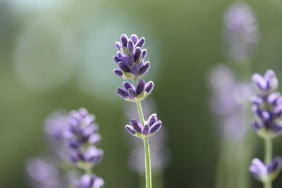 Close-up of purple flowering plant