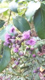 Close-up of purple flowering plant