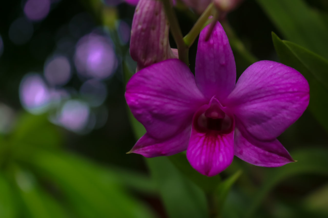 CLOSE-UP OF PINK FLOWER