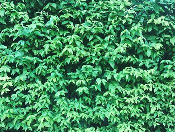 Full frame shot of plants