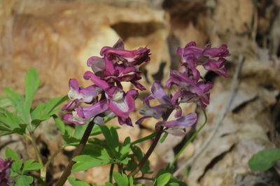 Close-up of pink flowering plant