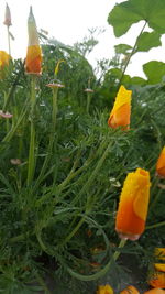 Close-up of yellow butterfly on plant