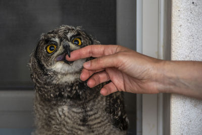 Cropped hand of cat