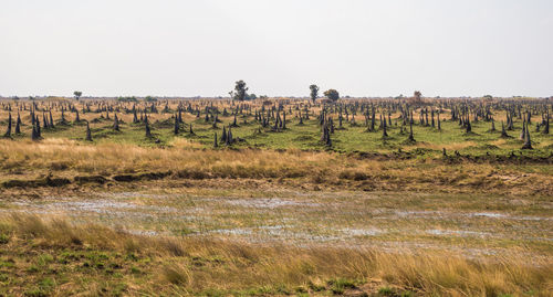 Termite hills on field against sky, zambia, africa