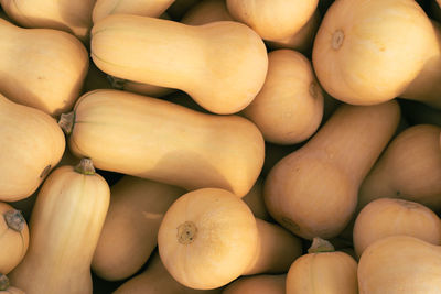 Squash in a bin at harvest time, ready for sale.