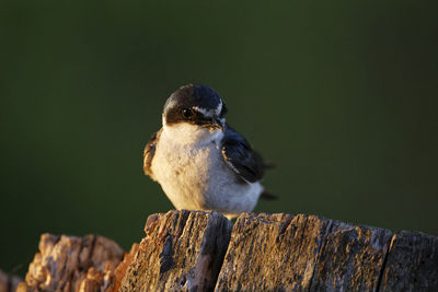Close-up of bird perching on wood
