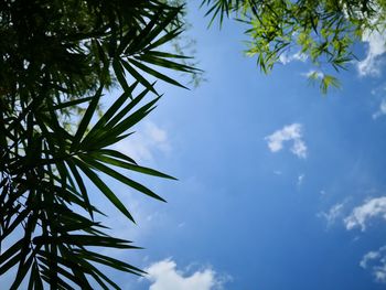 Low angle view of palm tree against blue sky