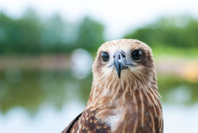 Close-up portrait of a owl