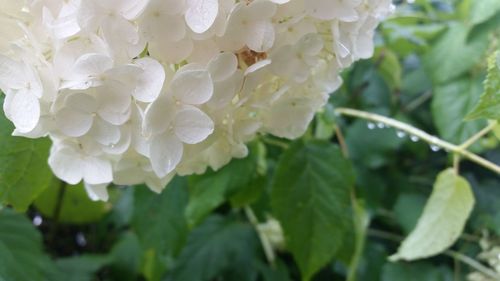 Close-up of white flowers blooming outdoors