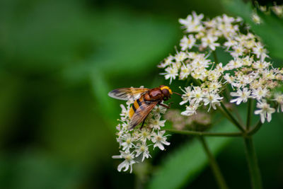 Close-up of bee pollinating on flower