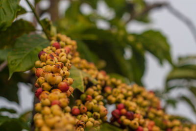 Low angle view of fruits growing on tree