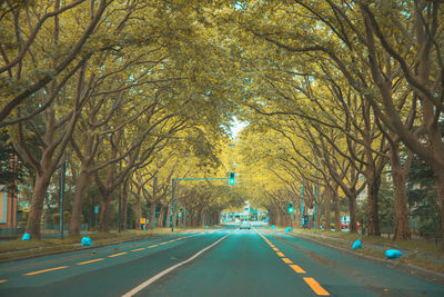 Road amidst trees in city