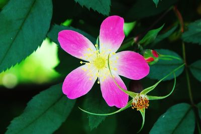 Close-up of pink flowers