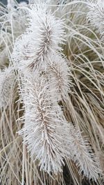 Close-up of dried plant