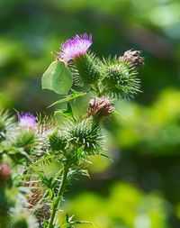 Close-up of thistle blooming outdoors