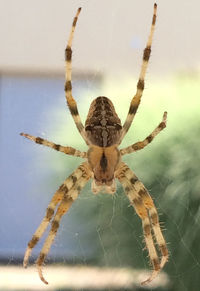 Close-up of spider on web against sky