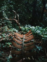 Close-up of fern growing on tree in forest