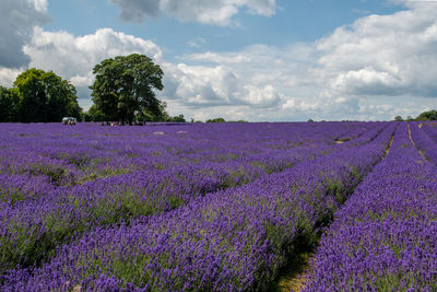 Scenic view of purple flowering plants on field against sky