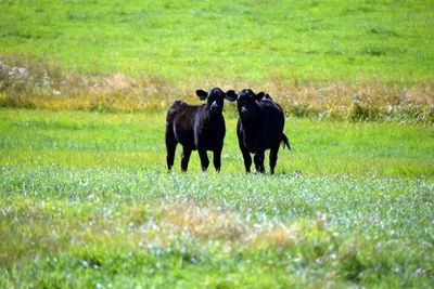 Horses in a field