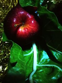 Close-up of apples