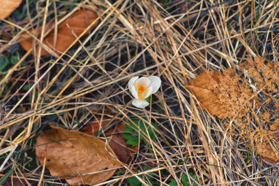 Close-up of mushrooms on field