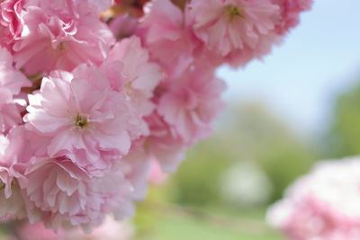 Close-up of pink flowers