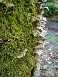 Close-up of mushrooms growing on tree trunk