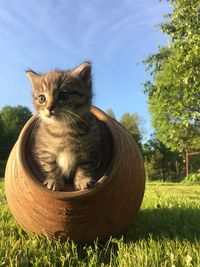 Cat sitting on a field, in a jug