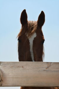 Close-up of a horse against the sky