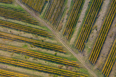 Aerial view of a vineyard plantation in late afternoon lights in europe. drone shot