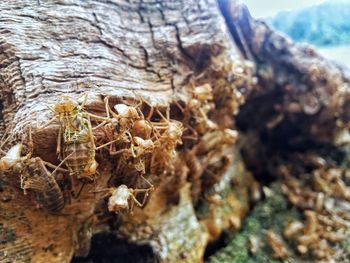 Close-up of crab on rock