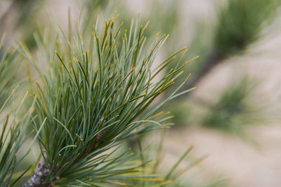 Close-up of pine tree